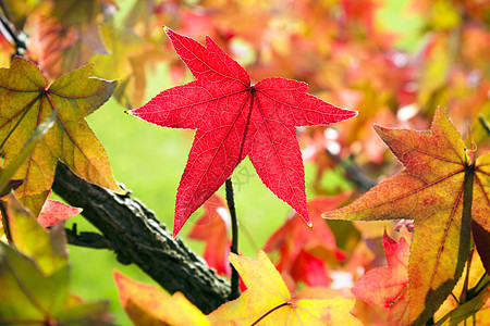 秋叶落叶红色树枝风景植物学水平前景橙子枫叶黄色叶子图片
