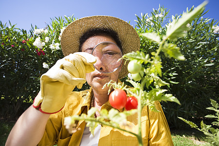 园艺花园蔬菜放大镜饮食女人休闲食物服装闲暇检查图片
