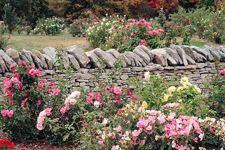 玫瑰花园植物花园花语灌木丛花坛灌木风景公园植物群花朵图片