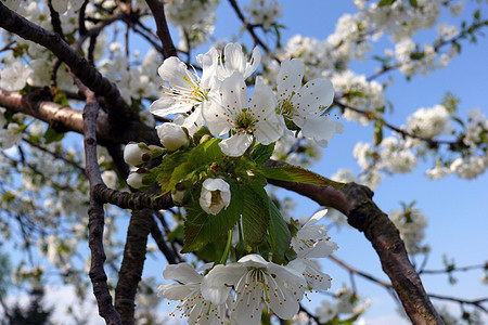 樱花花蓝色雄蕊蜜蜂枝条传单蜂蜜白色蓝天花瓣天空图片