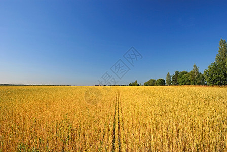 一片小麦田对着蓝天图片