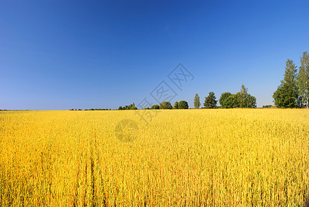 阳光麦田一个小麦田对抗蓝天 2生长蓝色天空小麦植物阳光场景土地谷物牧场背景