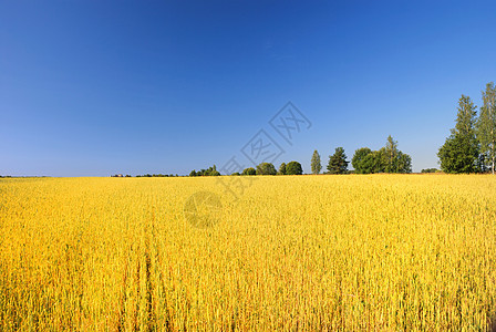 一个小麦田对抗蓝天 2生长蓝色天空小麦植物阳光场景土地谷物牧场图片