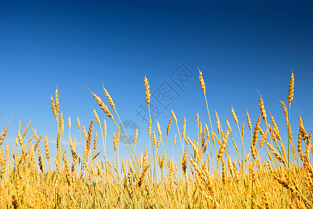 蓝色天空背景的金麦小麦粮食谷物麦田种子植物面包面粉太阳玉米大麦图片