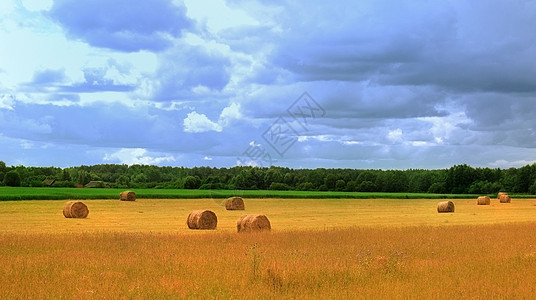 阳光明媚的夏日 草丛田地场景稻草草地天空玉米农村草垛燕麦农场场地图片