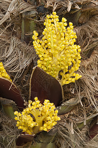 棕榈树黄色花朵的详情背景图片