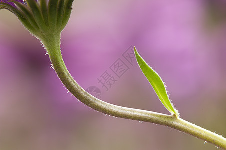 紫色和粉红的花朵在愚人开花粉色万寿菊场地植物宏观花瓣草地公园雏菊花园图片