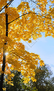 太阳日 在城市公园中植树金子红色黄色橙子天空蓝色公园树叶叶子森林背景图片