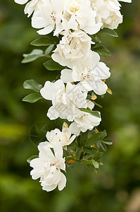 白狗玫瑰 罗莎卡尼娜 吊挂枝背景图片