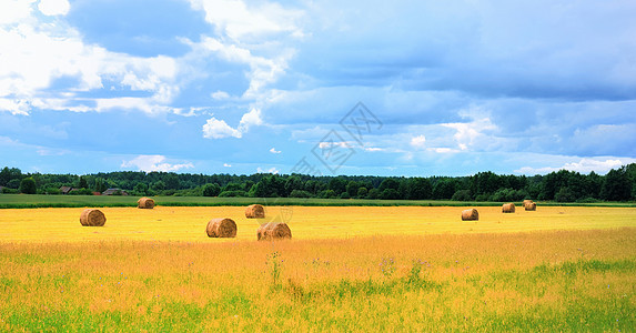 阳光明媚的夏日 草丛田地场景干草粮食玉米收获小麦稻草植物城市圆圈图片