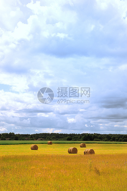 阳光明媚的夏日第2天粮食谷物玉米季节植物燕麦蓝色收藏小麦收获图片