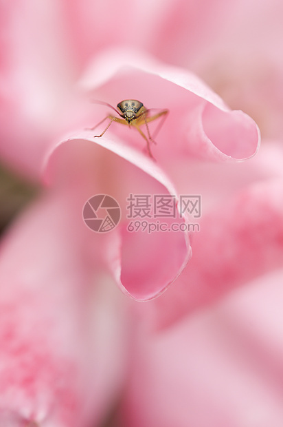 粉红玫瑰花中的绿色锥虫昆虫图片