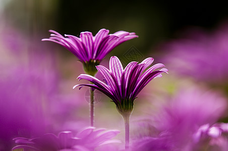 紫色和粉红的花朵在愚人开花场地万寿菊草地公园宏观粉色植物雏菊骨质子花瓣图片
