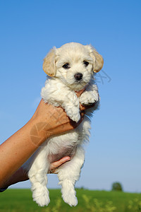 握着甜小狗的手耳朵白色动物鼻子宠物婴儿朋友蓝色毛皮伴侣图片