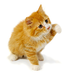 小小猫动物猫科乐趣晶须动物群姿势宠物白色金子背景图片