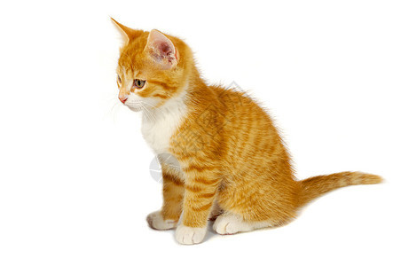 红猫动物条纹动物群猫咪猫科宠物金子橙子姿势白色图片