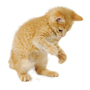 小猫咪白色猫科条纹乐趣猫咪宠物动物姿势橙子动物群图片