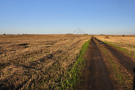 带有字段的景观牧场风景小麦爬坡天气蓝色农田金子日落场地图片