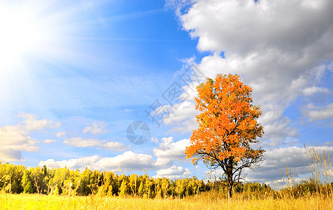 美妙的秋秋秋树叶场景黄色太阳植物群乡村美丽场地绿色风景背景图片