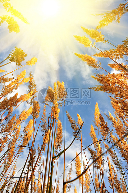 黄夏草和天空图片