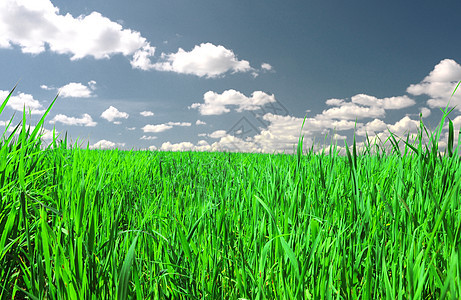 绿地和蓝天空植物群粮食农村晴天国家农场天空孤独场地草地图片