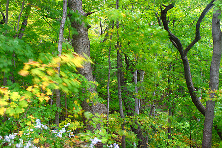 风风森林背景绿色峡谷树叶植物群阵风林地植被地面微风树木图片
