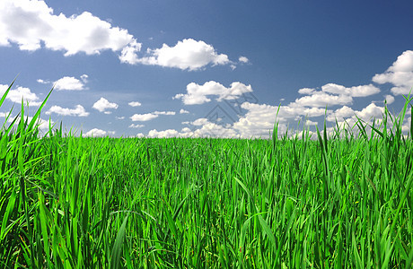 绿地和蓝天空农场空地蓝色植物群场景地平线风景场地孤独粮食图片