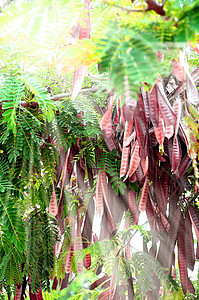 热带热带森林荒野丛林绿色棕榈晴天树木叶子季节农村环境图片