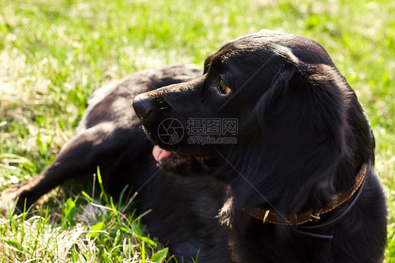 躺着的黑色英式小白猪小狗毛皮朋友猎犬语言宠物犬类眼睛场地草地图片