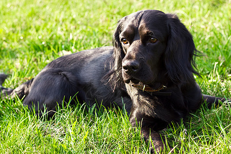 黑色英式大巴贝尼场地宠物头发毛皮眼睛猎犬英语朋友犬类婴儿图片