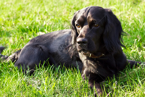 黑色英式大巴贝尼场地宠物头发毛皮眼睛猎犬英语朋友犬类婴儿图片