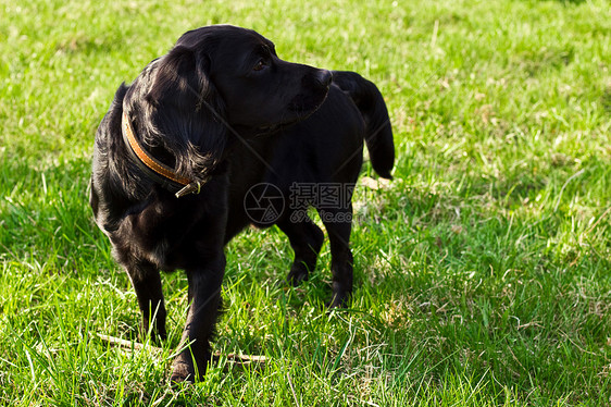 黑色英式大巴贝尼猎犬宠物眼睛场地乐趣犬类朋友毛皮头发婴儿图片