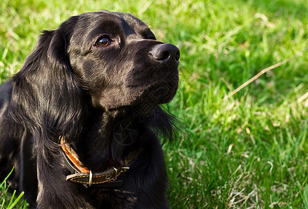 黑色英式大巴贝尼毛皮头发眼睛婴儿猎犬朋友乐趣晴天犬类宠物图片