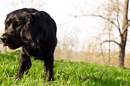 黑色英式大巴贝尼乐趣晴天草地眼睛猎犬犬类头发场地毛皮小狗图片