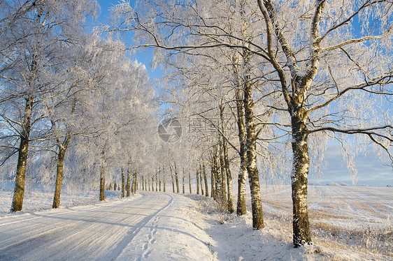 青霜覆盖的白花树场景树林冻结森林天空树木阳光车道太阳季节图片