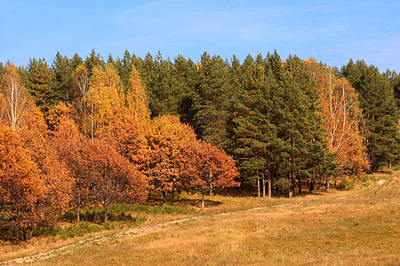 林木的秋边图片