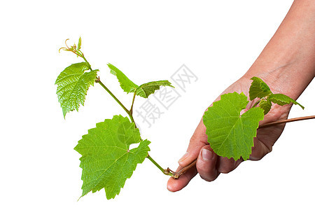 手握绿葡萄树叶植物白色藤蔓背景图片