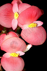 红花花黄色树叶紫色红色花朵花瓣图片
