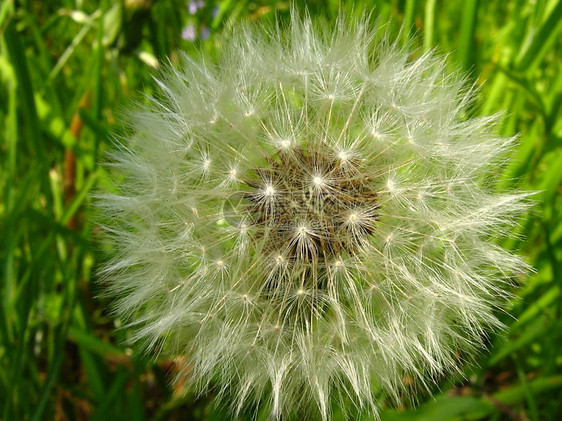 Dandelion 花籽种子季节植物季节性增殖野花园艺花园杂草增生植被图片