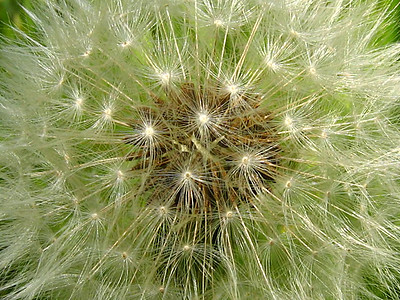 Dandelion 花籽种子增生野花季节绿色植被季节性宏观植物群园艺白色图片