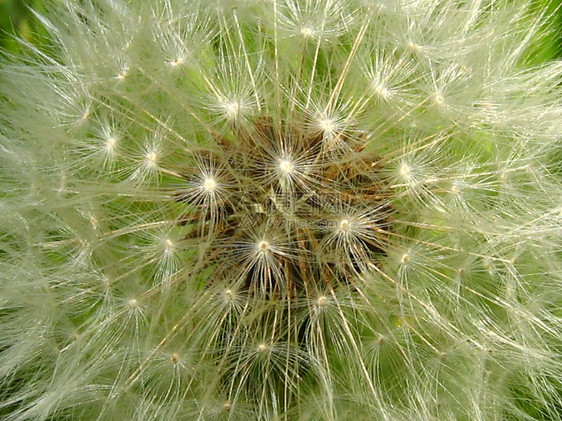 Dandelion 花籽种子增生野花季节绿色植被季节性宏观植物群园艺白色图片