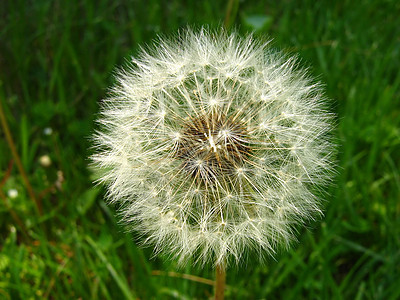 Dandelion 花籽种子增殖野花植被宏观白色绿色花园植物群杂草植物图片