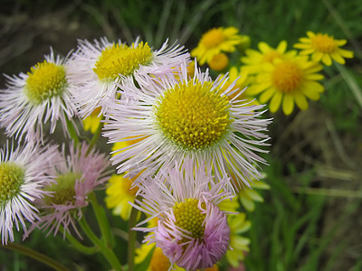 费城弗莱巴内埃里格里龙比亚德尔菲克斯花粉花瓣叶子野花宏观植物群杂草植物国家场地图片