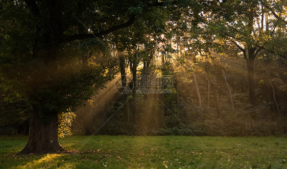 秋天的阳光穿过树木图片