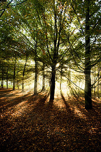 秋天从山毛树穿透阳光草地场地森林射线太阳农村场景法师太阳光线叶子图片