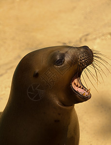 海狮狮子海滩动物野生动物哺乳动物潜水海豹岛屿海洋荒野图片