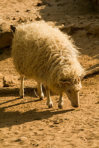 羊羊毛天空耳朵农村羊肉农场草地场地农业产妇图片