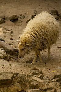 羊母羊天空耳朵农场羊肉羊毛哺乳动物农业牧场农村图片