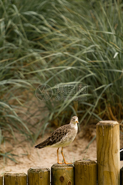 海滩上的鸟幸福青年海鸥翅膀波浪女孩动物乐趣自然食物图片