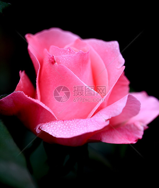 植物 花卉和植物暖气蔬菜玫瑰鲜花火焰植被花草阳光爱情热情图片